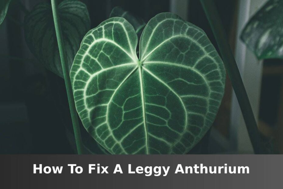 Large green Anthurium leaf with words saying How to fix a leggy Anthurium