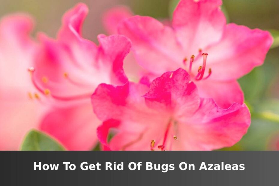 Pink Azalea flower with words saying How to get rid of bugs on Azaleas