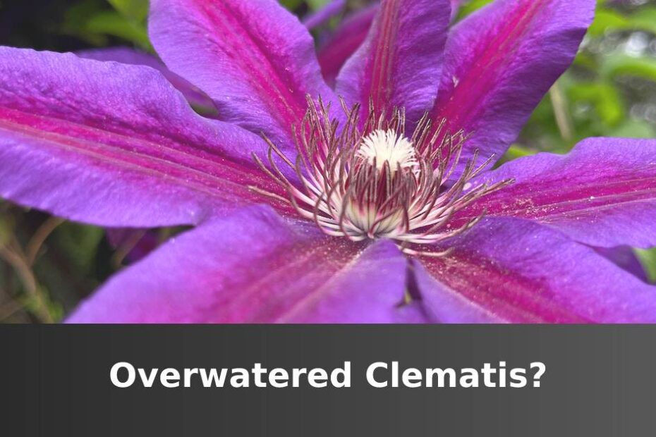 Purple blooming Clematis with white center and words at the bottom saying overwatered Clematis