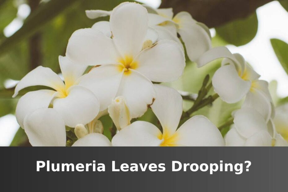 White Plumeria flowers and green leaves with words at the bottom saying Plumeria leaves drooping