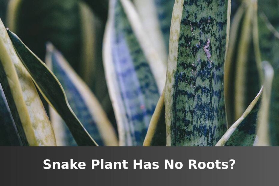 Up close snake plant leaves with words at the bottom saying Snake plant has no roots