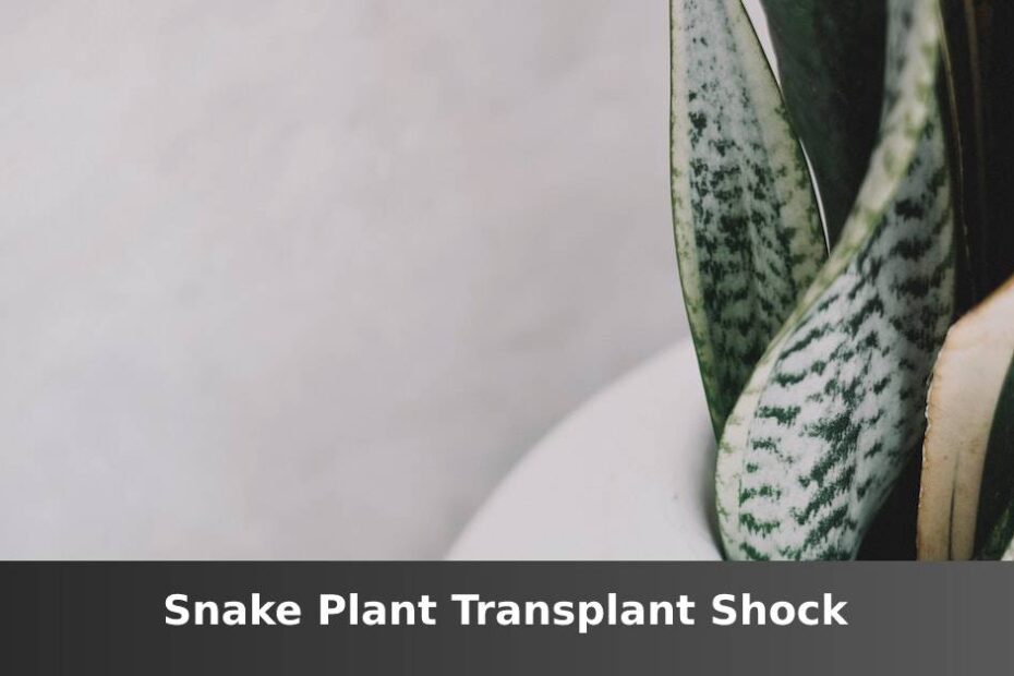 Up close potted Snake plant in white container with words saying Snake plant transplant shock