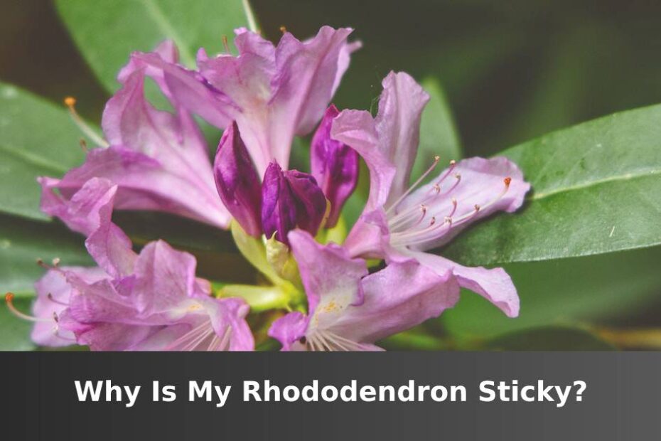 Up close purple Rhododendron flower and leaves with words saying Why is my Rhododendron sticky