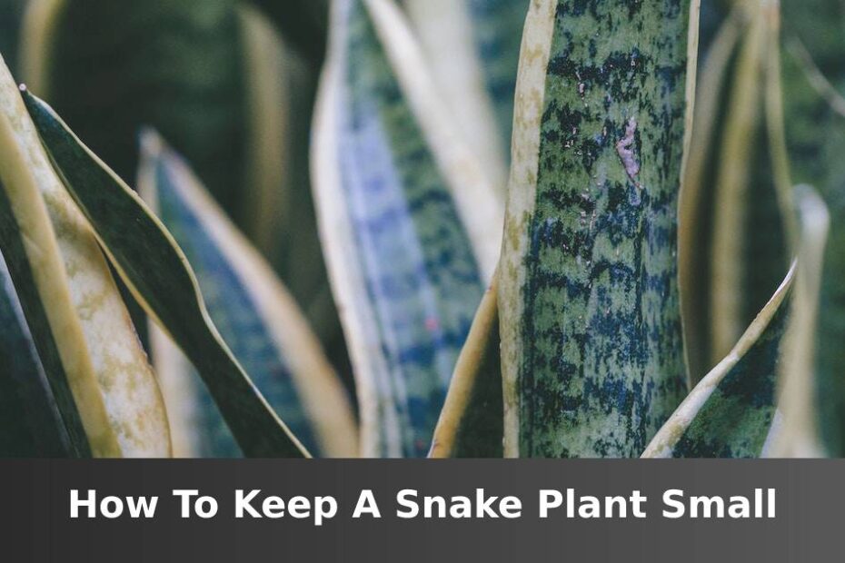 Bundle of Snake plant leaves with words saying how to keep a Snake plant small
