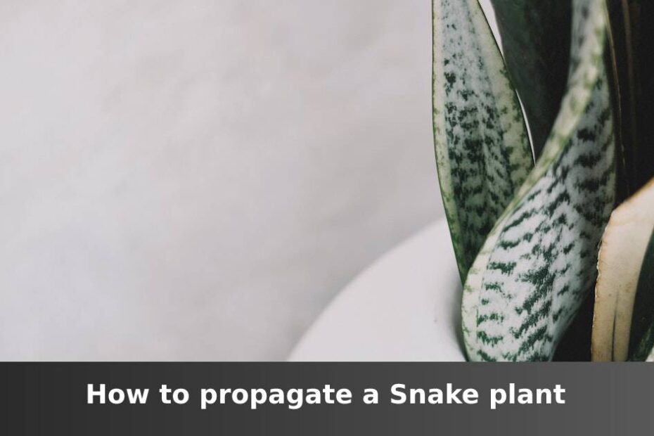 Up close Snake plant in white container with words saying how to propagate a Snake plant
