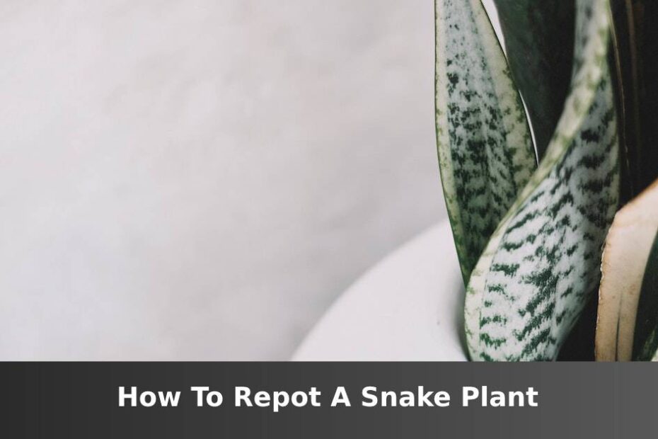Snake plant in white container with words saying How to repot a Snake plant