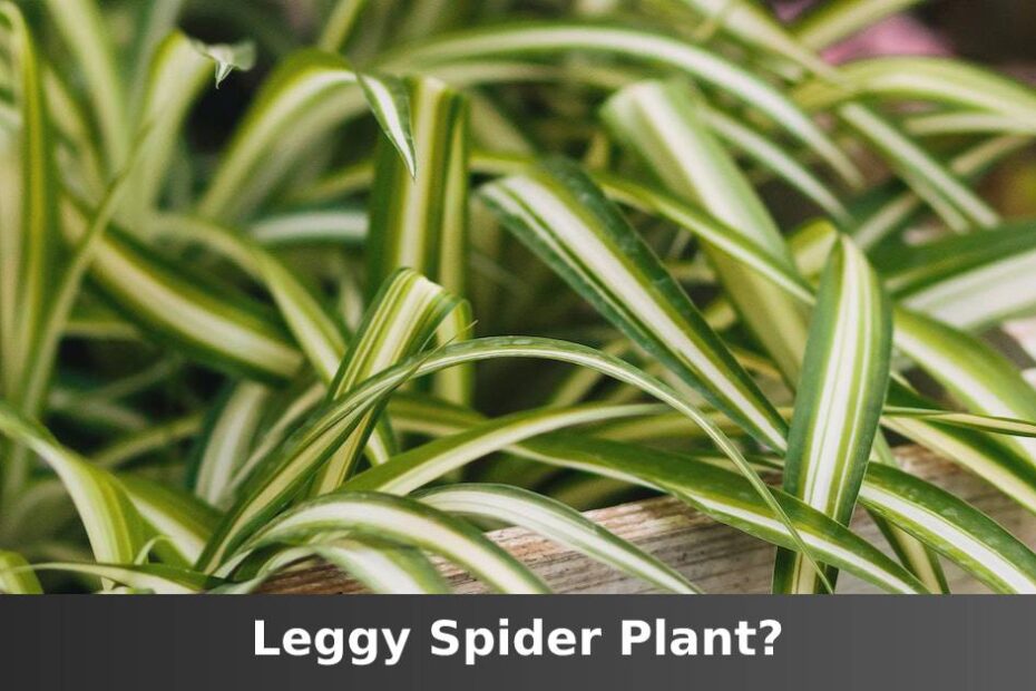 Outdoor Spider plant with words saying Leggy Spider plant