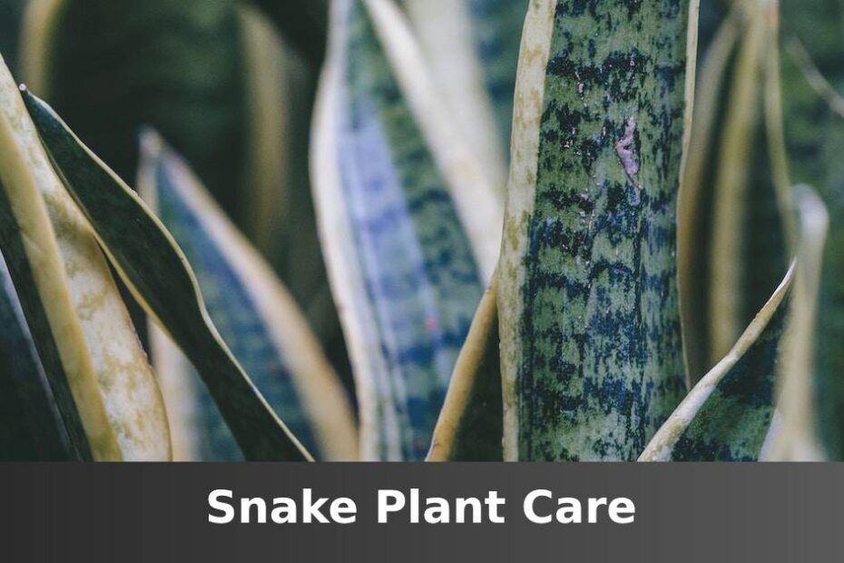 Snake plant leaves up close with words saying Snake plant care