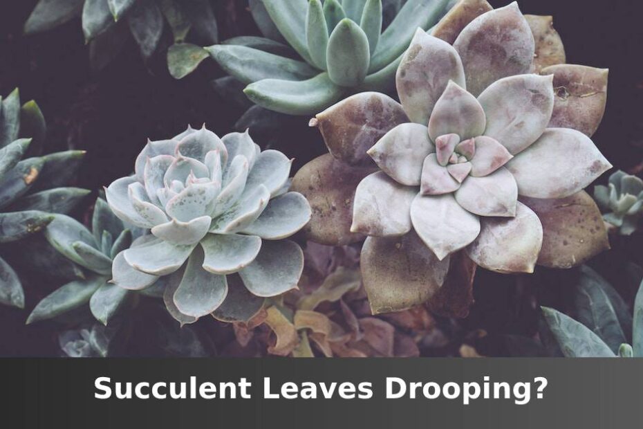 Variety of succulents in soil with words saying succulent leaves drooping