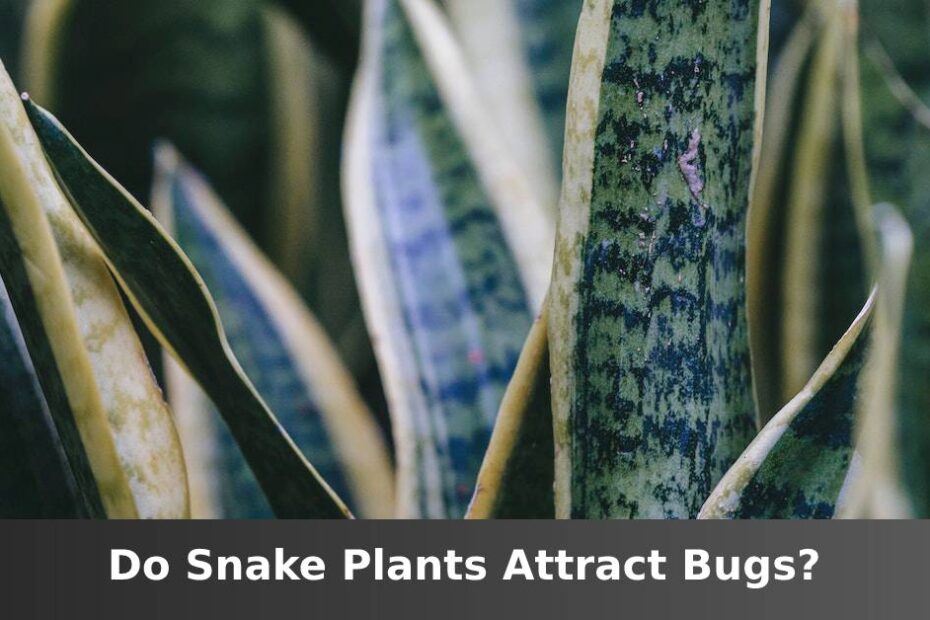 Up close Snake plant leaves with words saying Do Snake plants attract bugs
