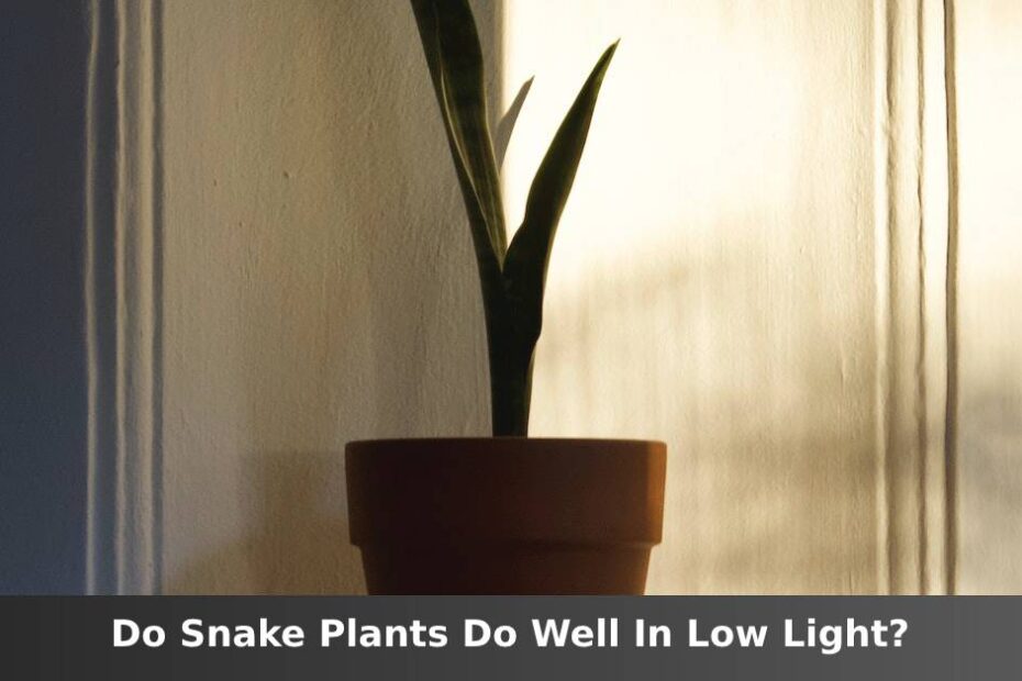 Snake plant in low lit room with words saying do Snake plants do well in low light