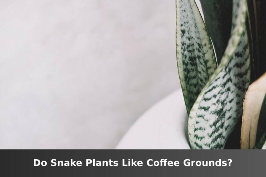 Snake plant in white container with words saying Do Snake plants like coffee grounds