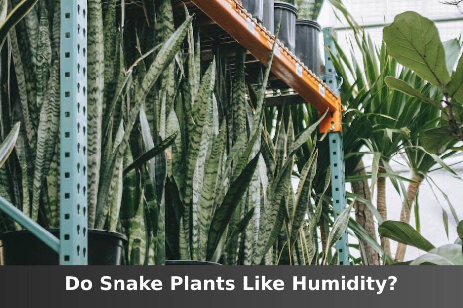 Snake plants in greenhouse with words saying do Snake plants like humidity
