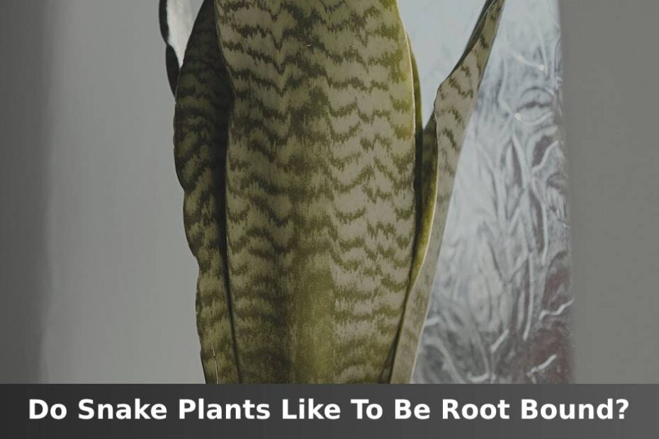 Large Snake plant leaves by window with words saying do Snake plants like to be root bound