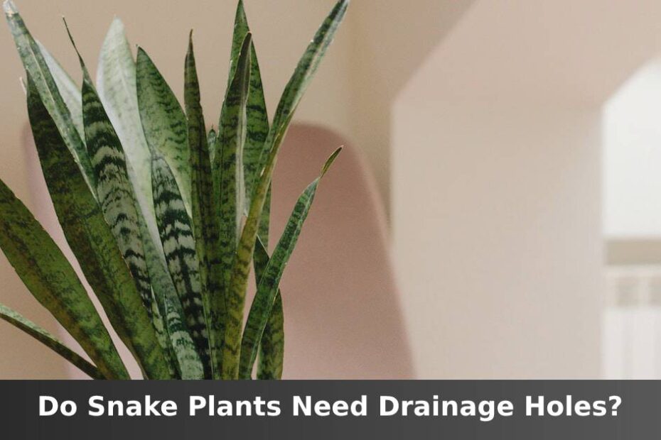 Snake plant in bright room with words saying Do Snake plants need drainage holes