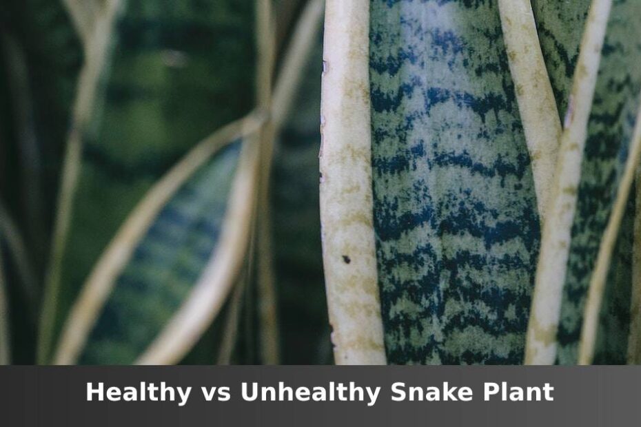 Snake plants with words saying healthy vs unhealthy Snake plant