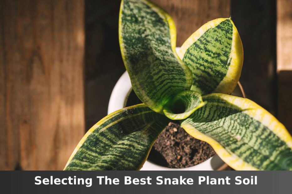 Snake plant with soil up close and words saying selecting the best Snake plant soil