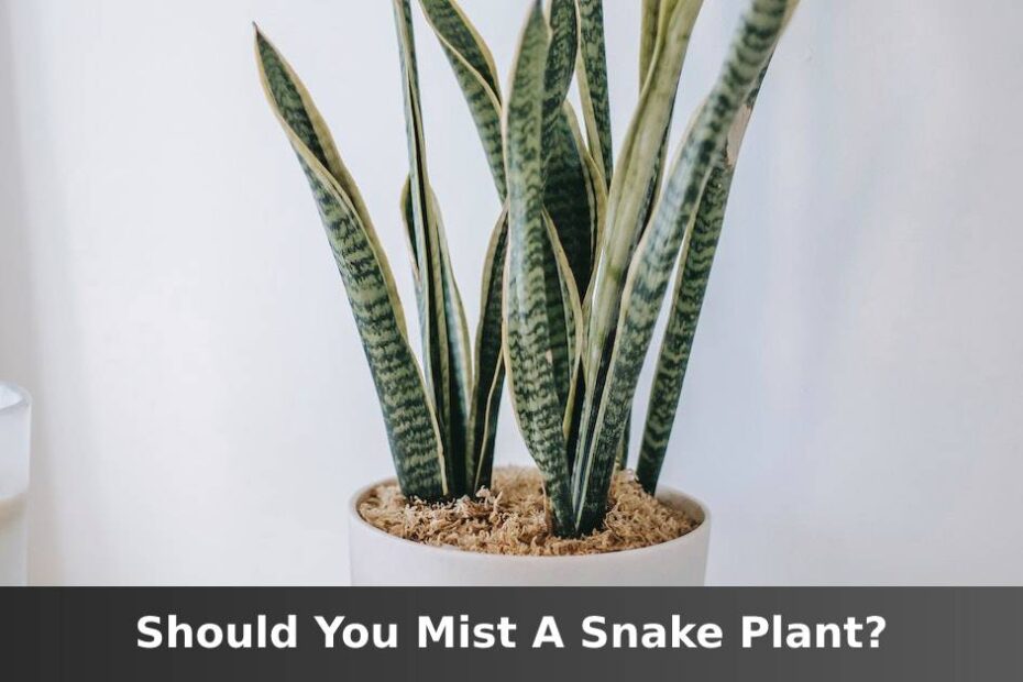 Tall Snake plant in white pot with words saying should you mist a Snake plant