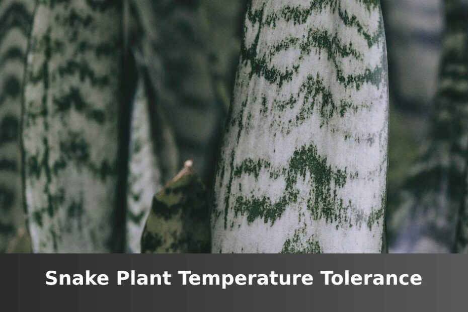 Up close white Snake plant leaves with words saying Snake plant temperature tolerance