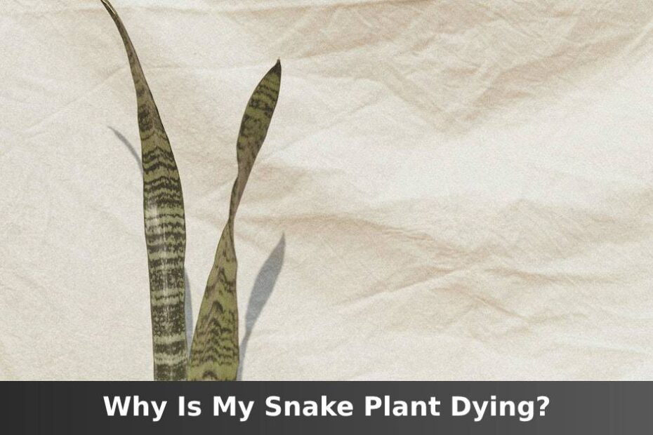 Snake plant on white cloth with words saying why is my Snake plant dying